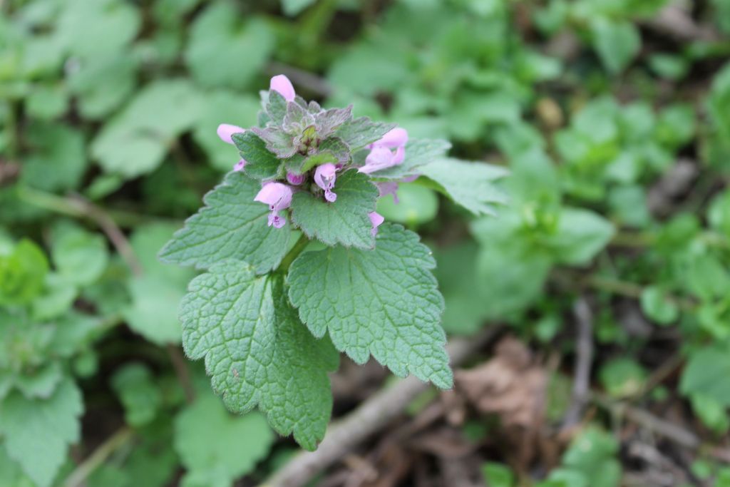 Lamium purpureum